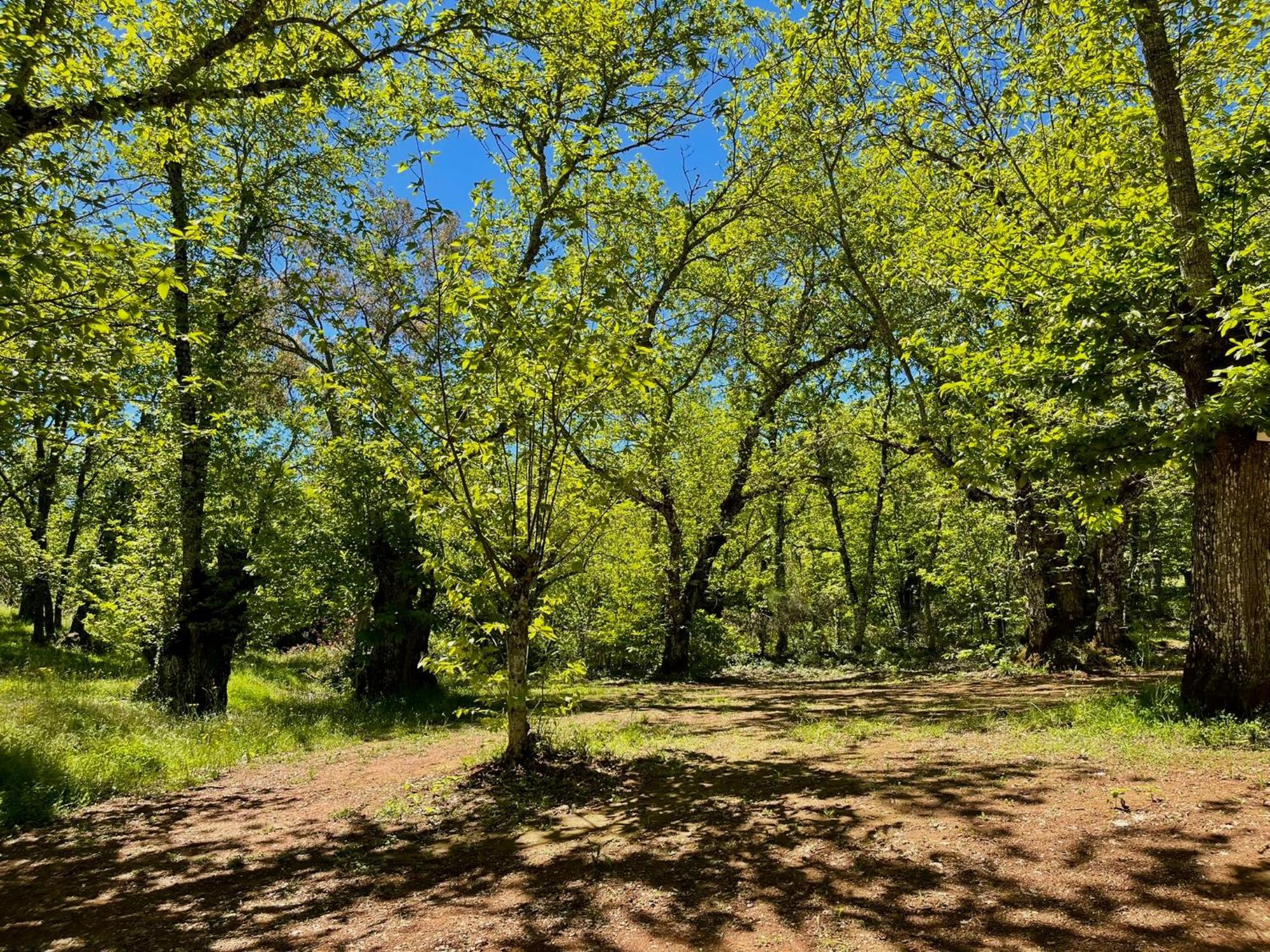 Campsite El Madronal Fuenteheridos