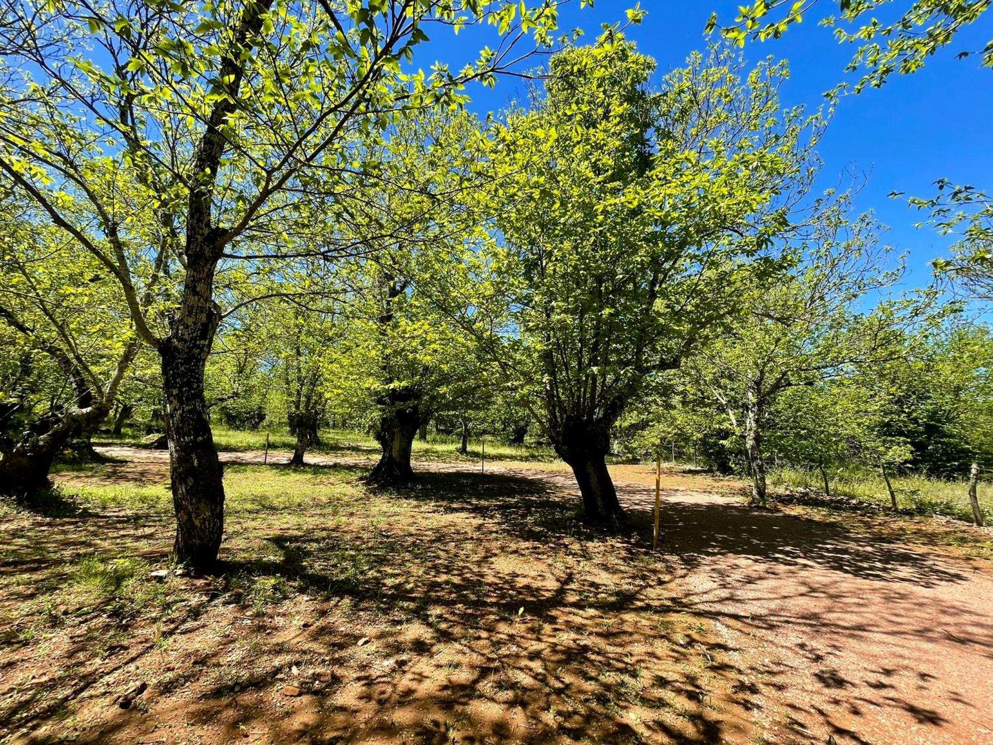 El Madronal Campsite