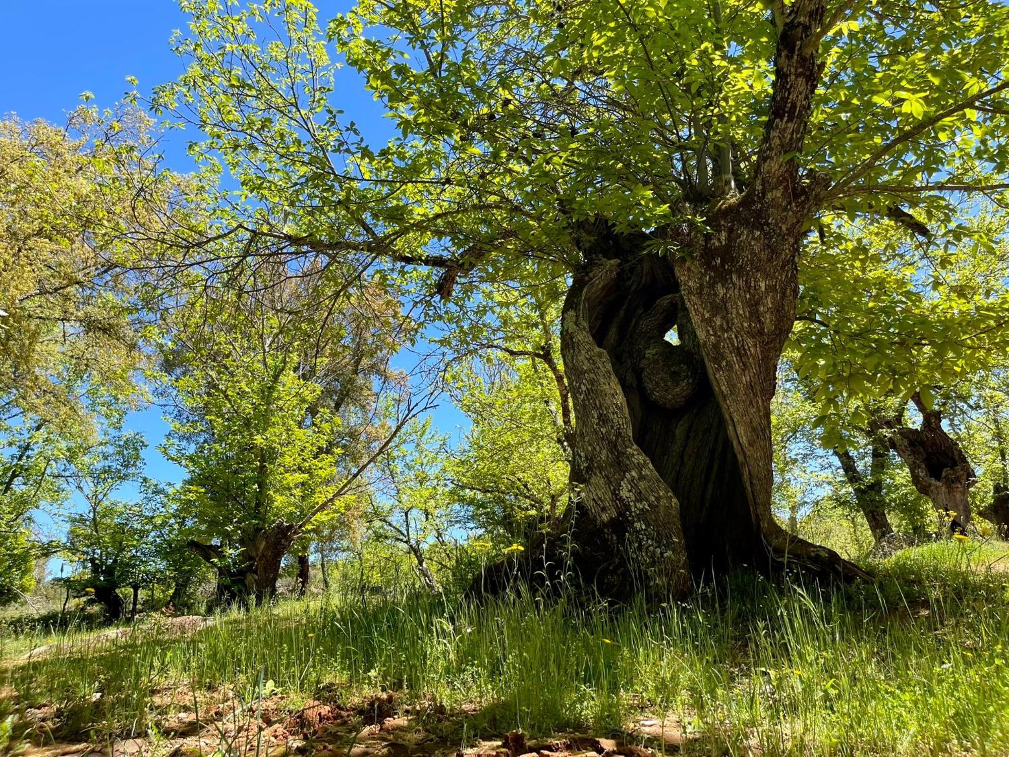 Campsite El Madronal