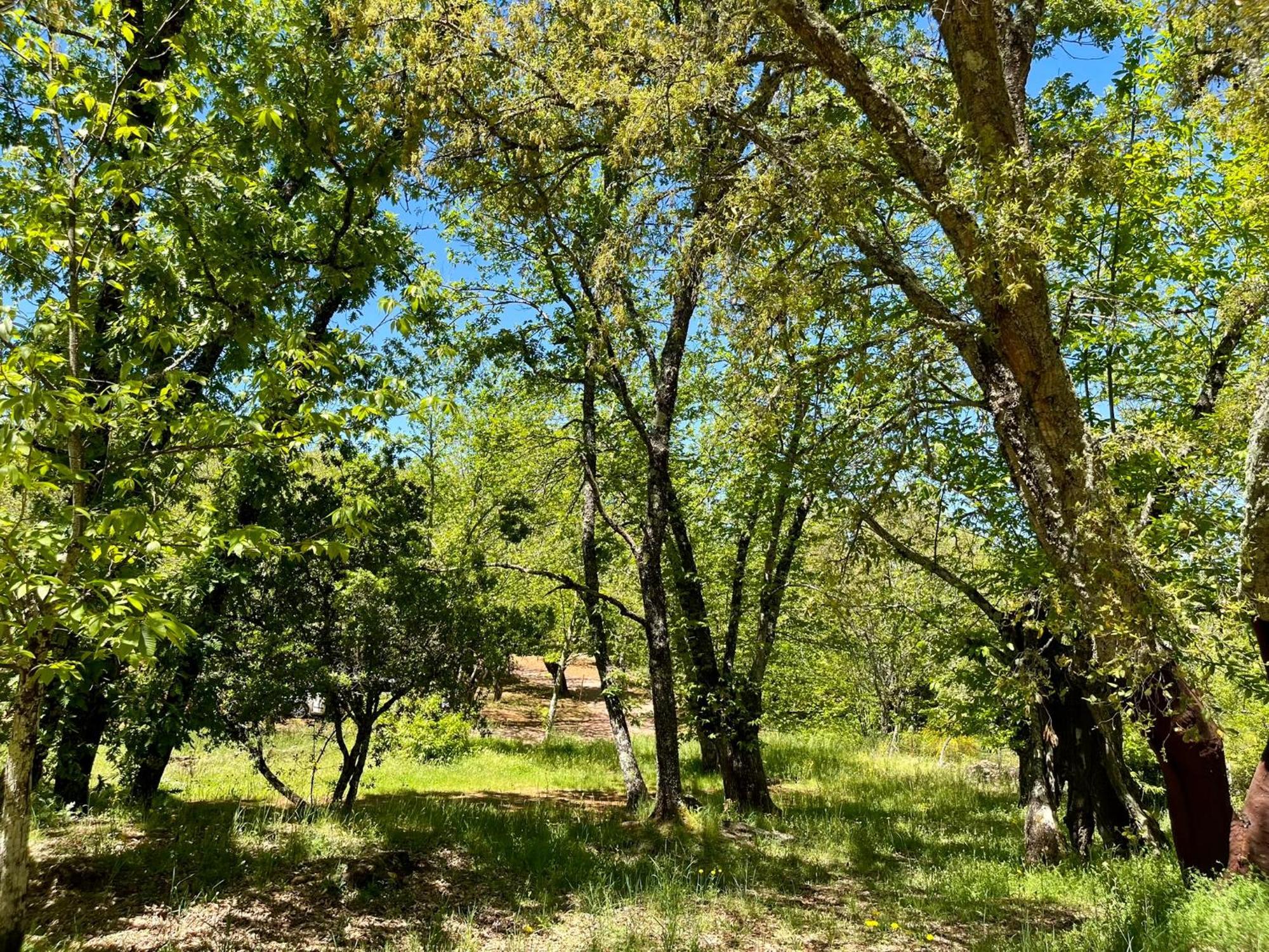 El Madronal Campsite
