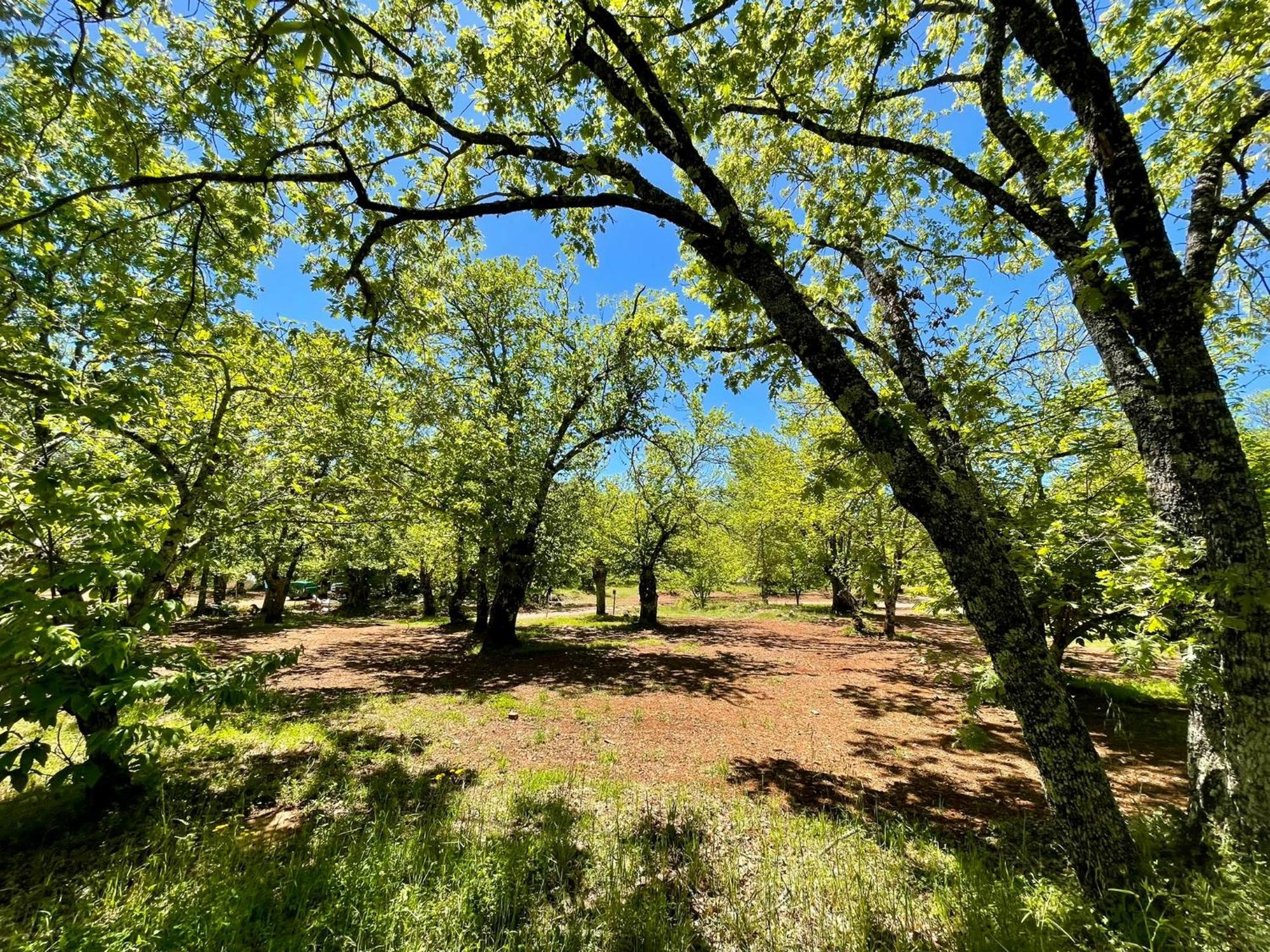 Campsite El Madronal