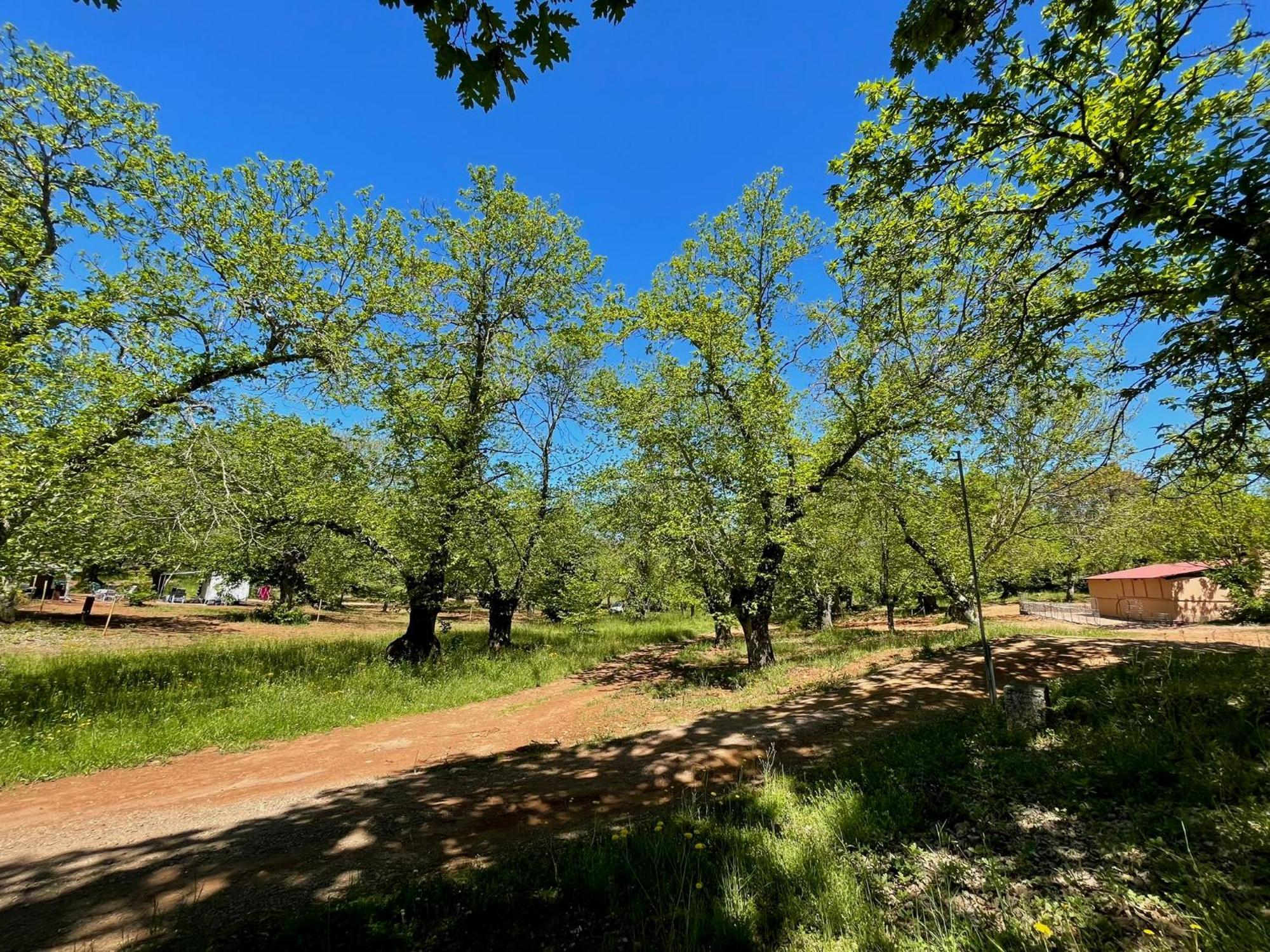 El Madronal Campsite