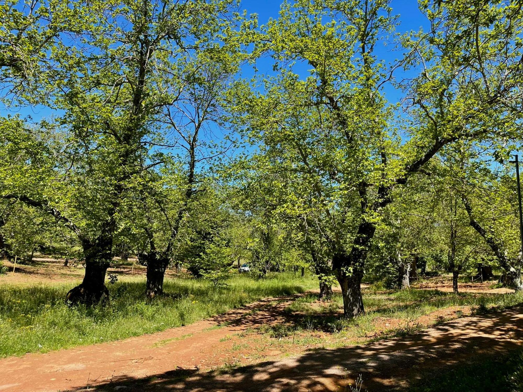 El Madronal *
