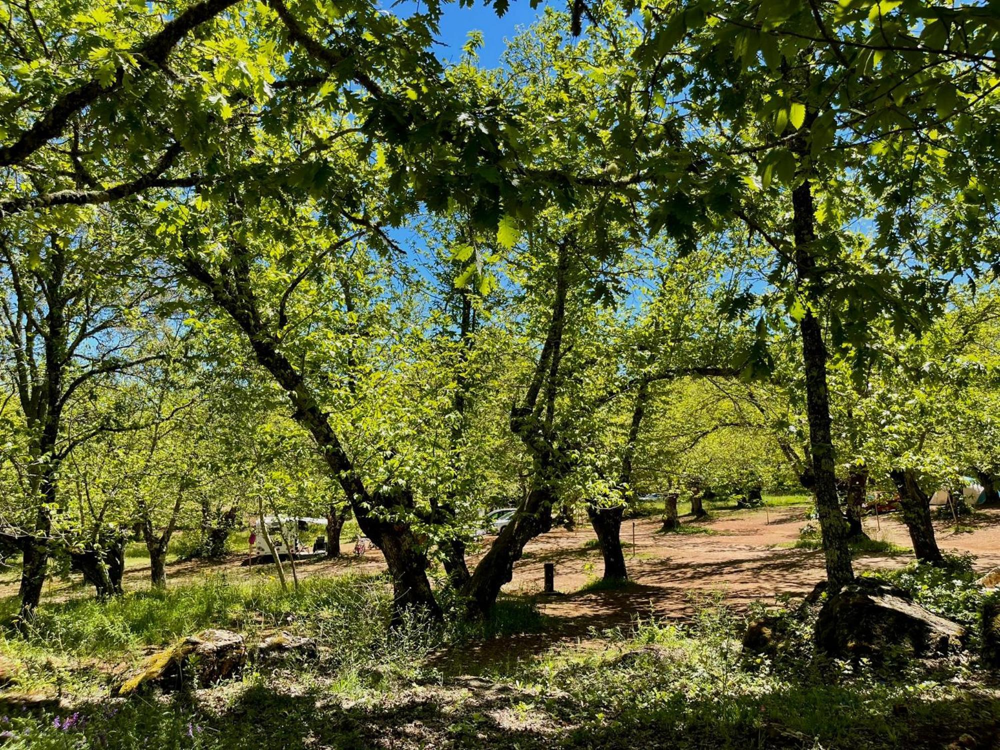 Campsite El Madronal