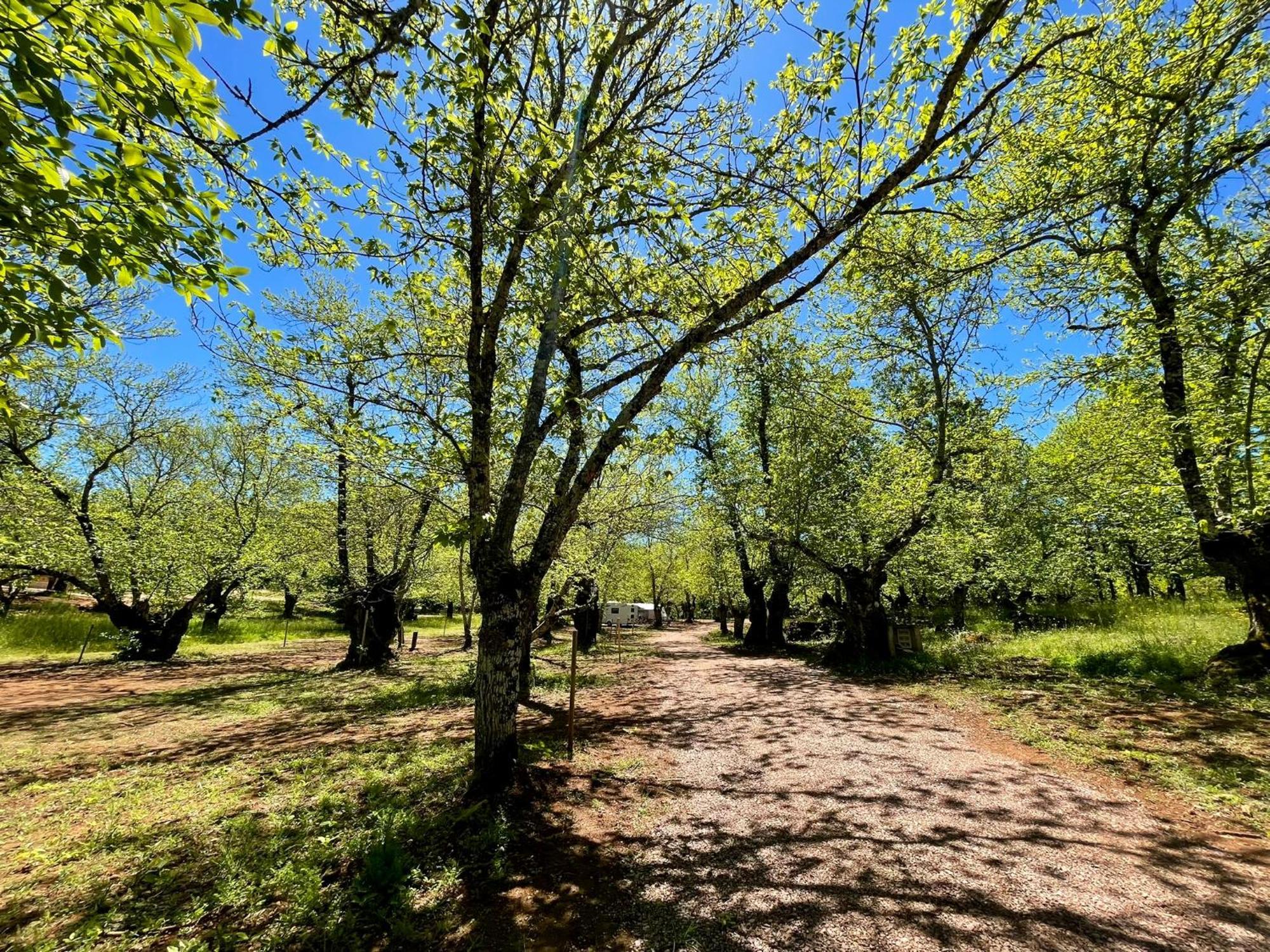 Campsite El Madronal